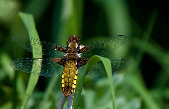 Broad-bodied Chaser