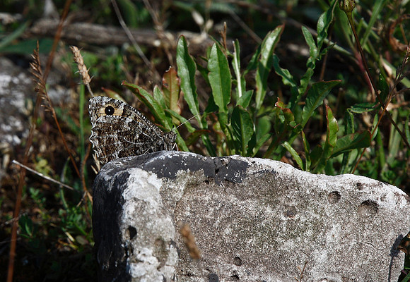 Grayling