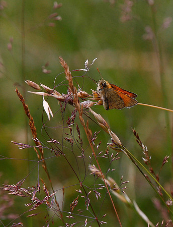 Small Skipper