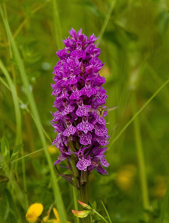 Northern Marsh Orchid. High Hauxley