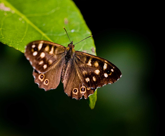 Speckled Wood