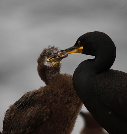 Shag