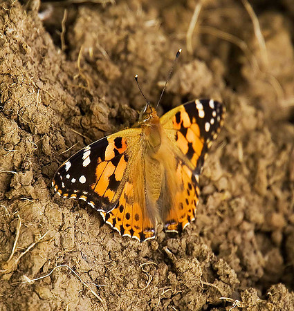Painted Lady
