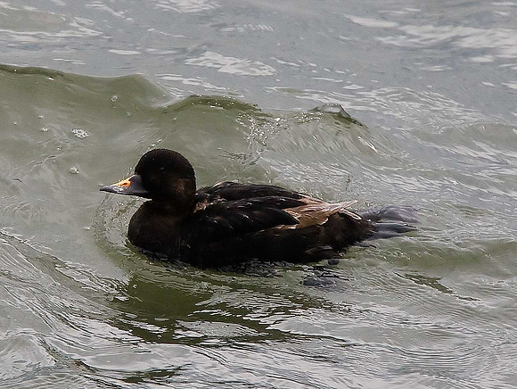 Common scoter