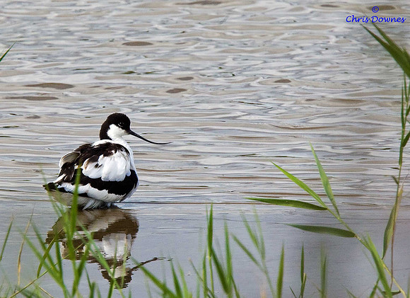 Avocet