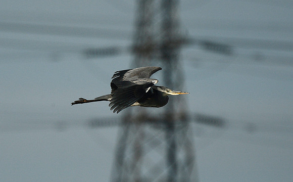 Heron