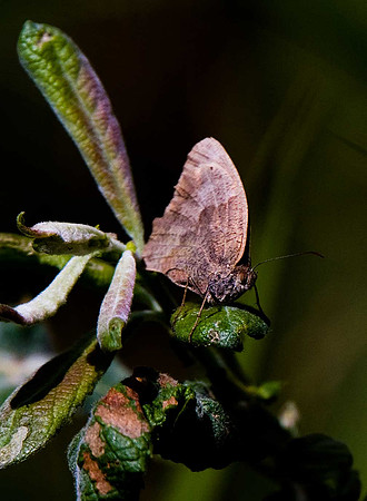 Purple Hairstreak