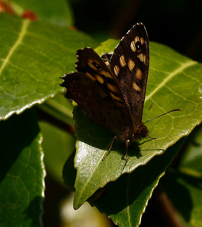 Speckled Wood