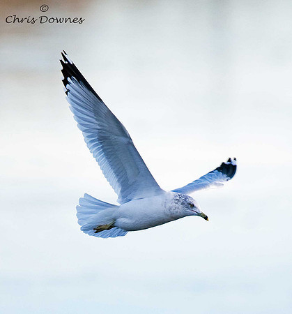 Ring-billed Gull
