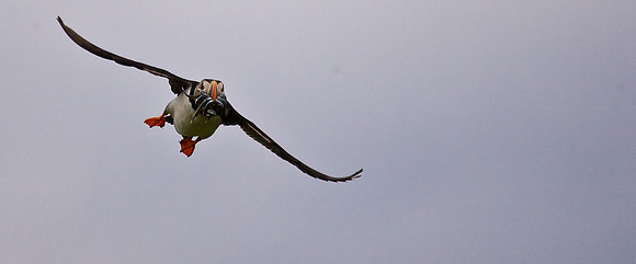 Puffin