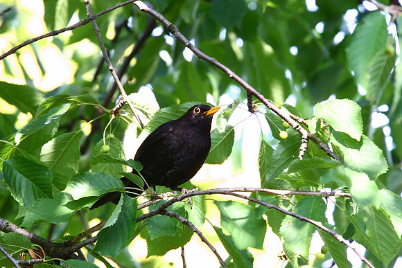 Blackbird