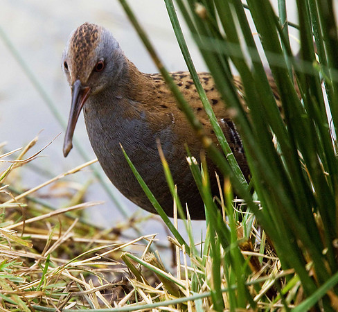 Water Rail