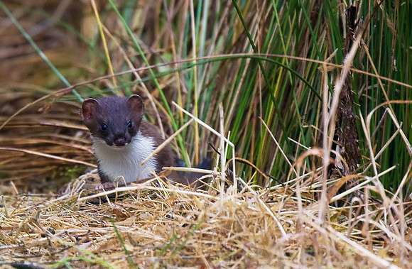 Stoat