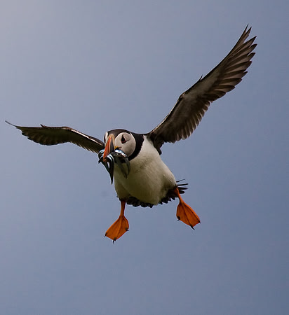 Puffin