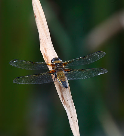 Four Spot Chaser