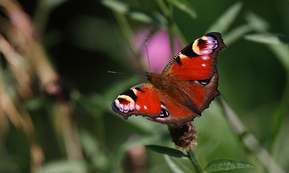 Peacock