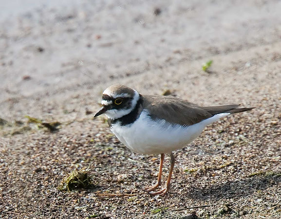 Little Ringed Plover