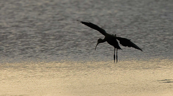 Glossy Ibis