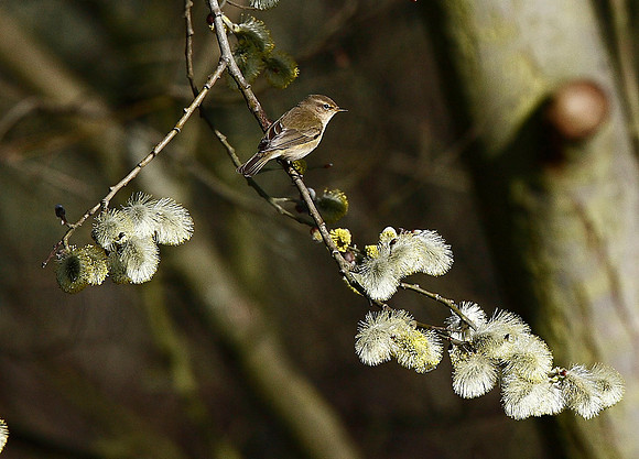 Chiffchaff