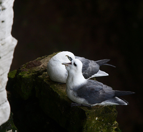 Fulmar