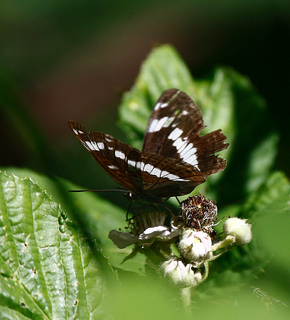 White Admiral