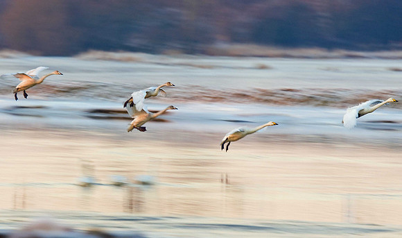 Whooper Swans