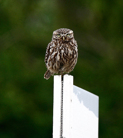 Little Owl