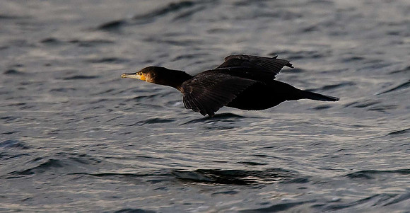 Cormorant