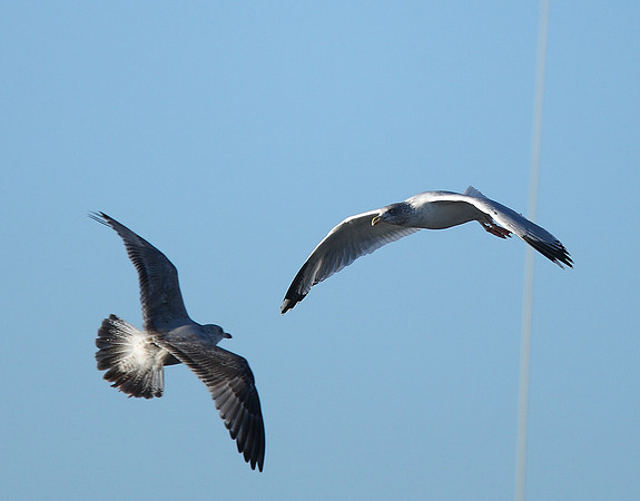 Herring Gull