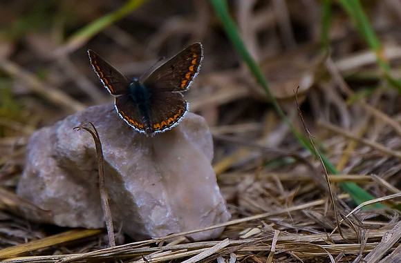 Brown Argus