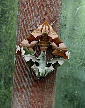 Lime Hawk Moth