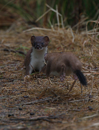 Stoat
