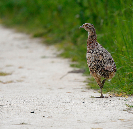 Pheasant