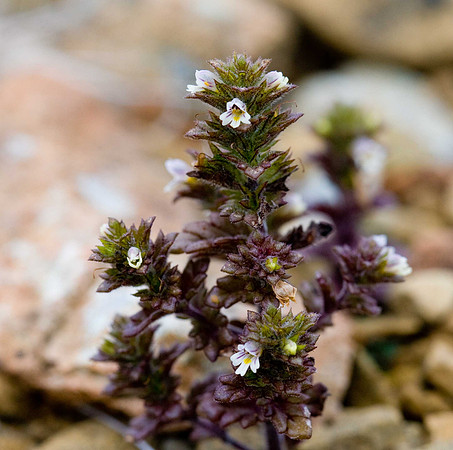 Eyebright [euphrasia arctica]. Unst