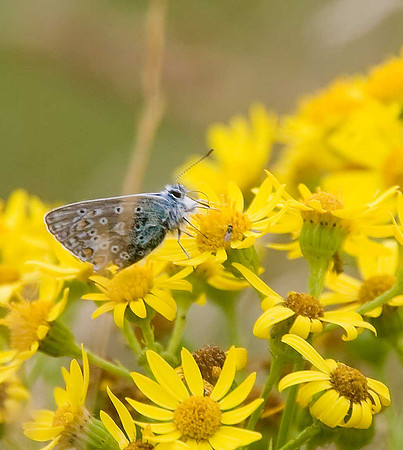 Common Blue
