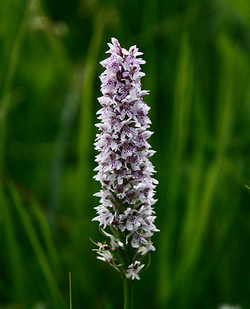 Common Spotted Orchid