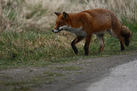Fox