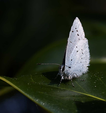 Holly Blue
