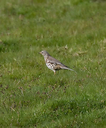 Mistle Thrush