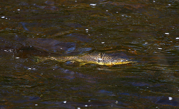 Trout