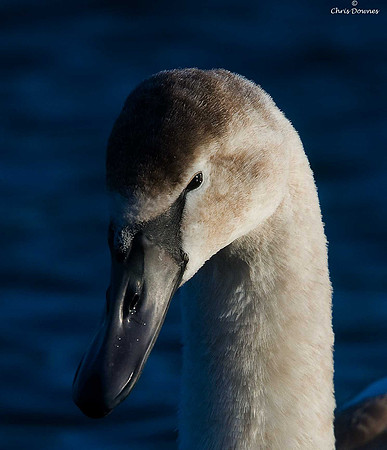 Mute Swan