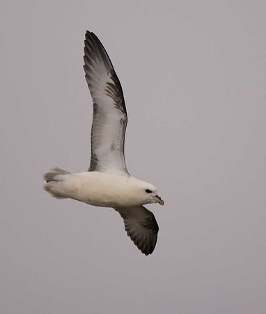 Fulmar