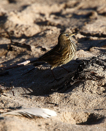 Rock Pipit