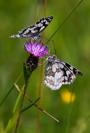 Marbled White