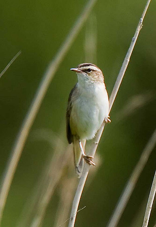 Sedge Warbler