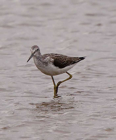 Greenshank