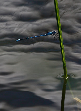 Common Blue Damselfly