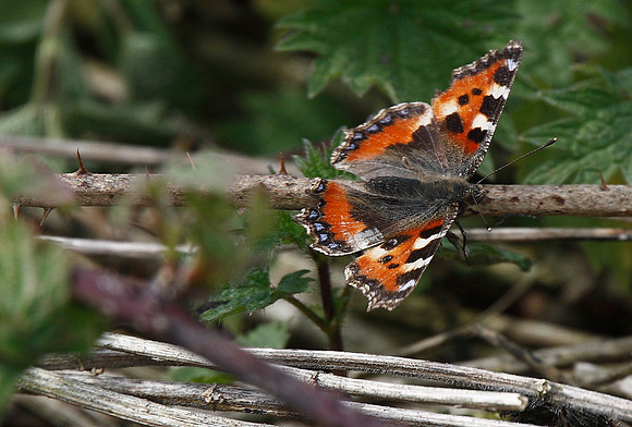 Small Tortoiseshell