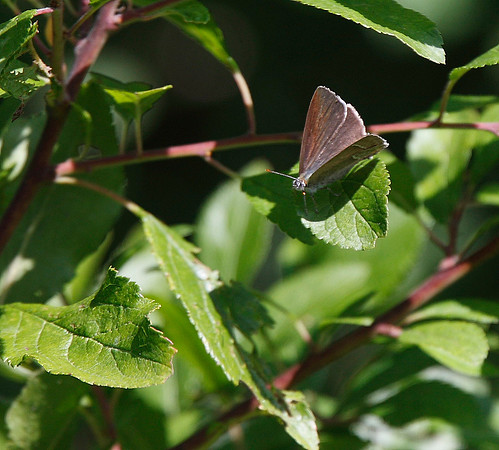 Purple Hairstreak