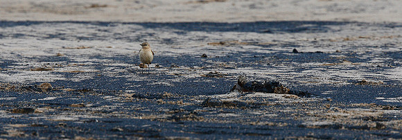 Isabelline Wheatear